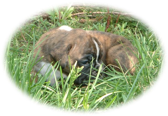 Sieste dans l'herbe